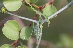 Corallocarpus epigaeus